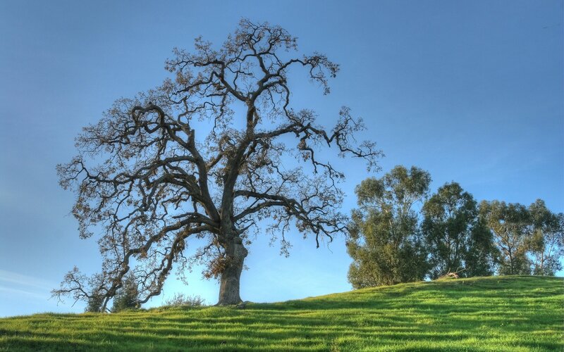 Solitary tree on a grassy hill
