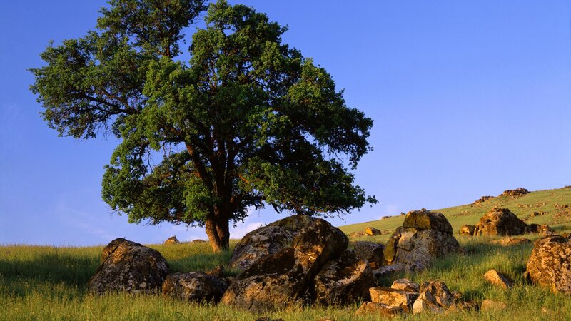 Solitary tree on a grassy hill