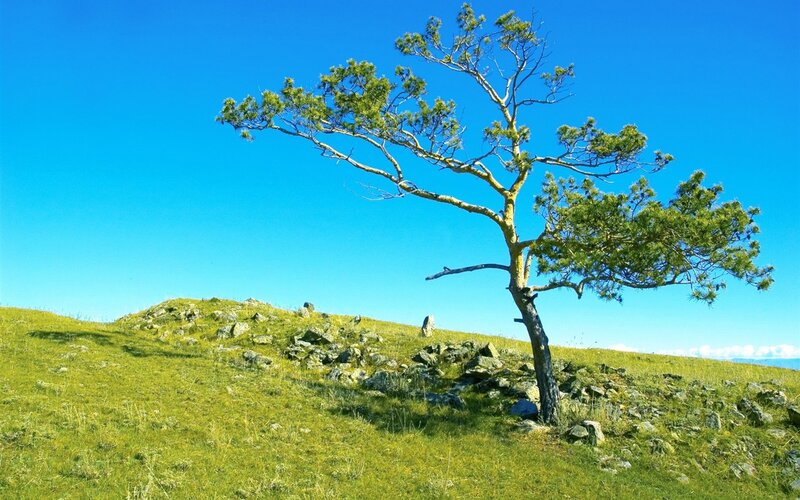 Solitary tree on a grassy hill