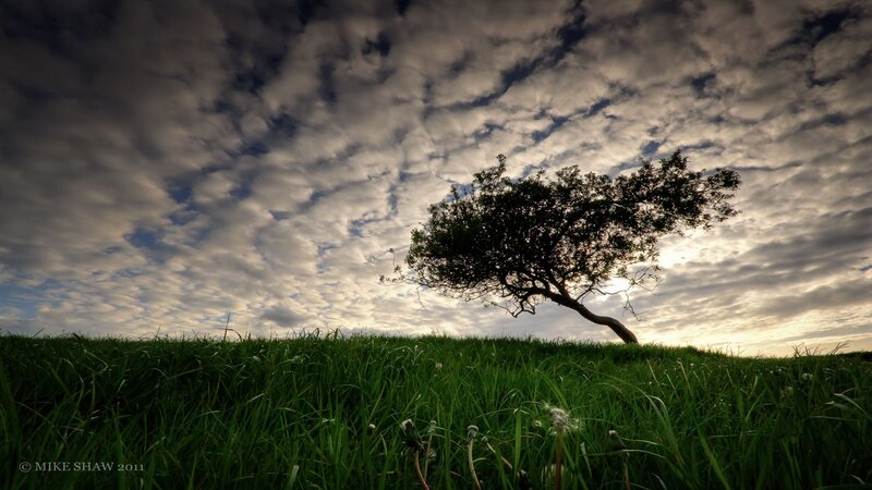 Solitary tree on a grassy hill