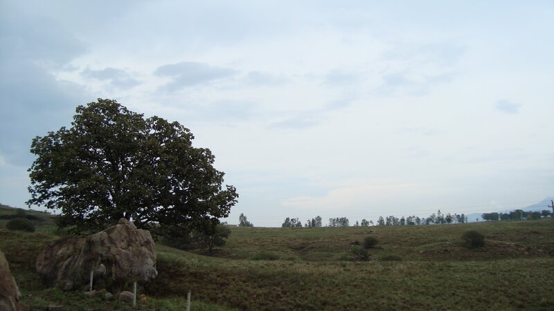 Solitary tree on a grassy hill