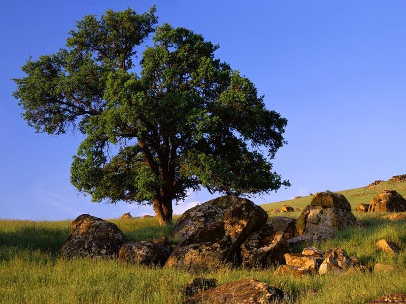 Solitary tree on a grassy hill
