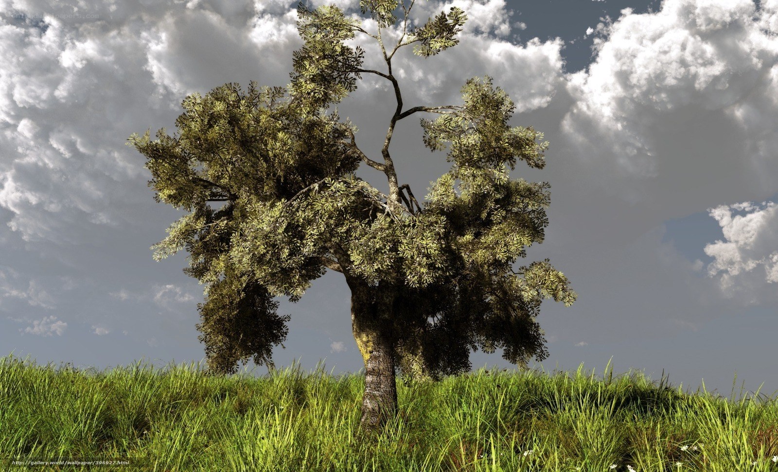 Solitary tree on a grassy hill