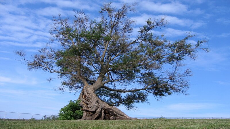 solitary tree on a grassy hill
