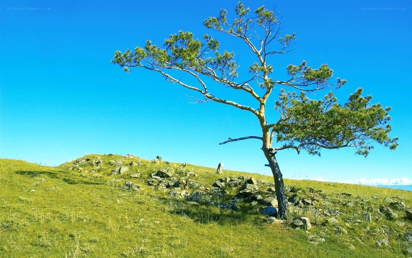Solitary tree on a grassy hill