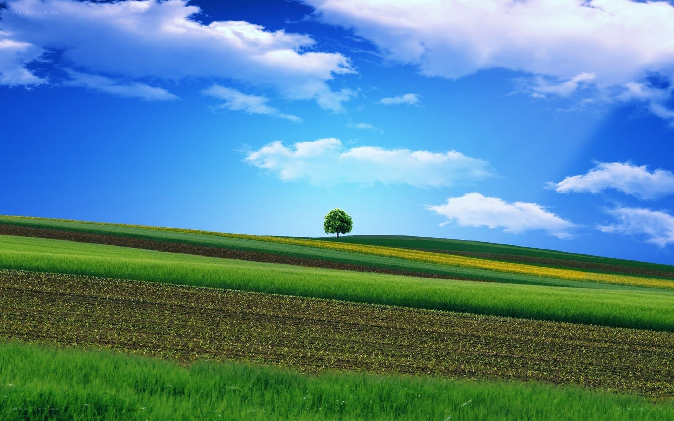 Solitary tree on a green hill