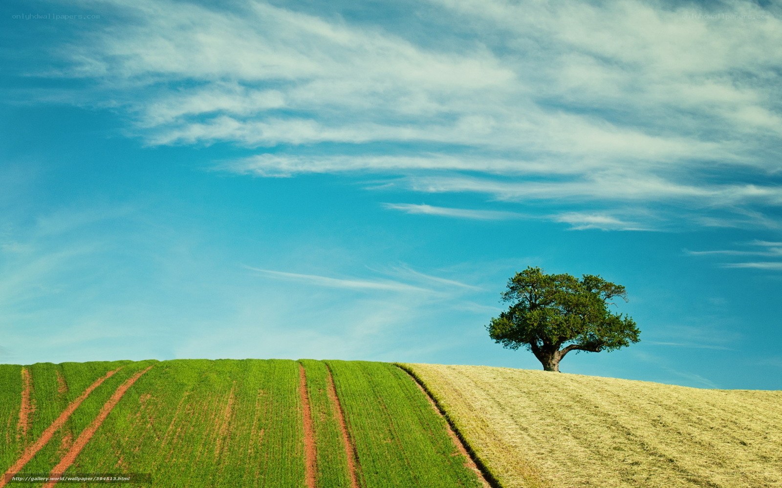 Solitary tree on a green hill