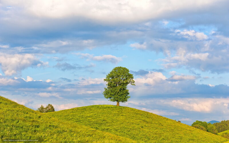 Solitary tree on a green hill