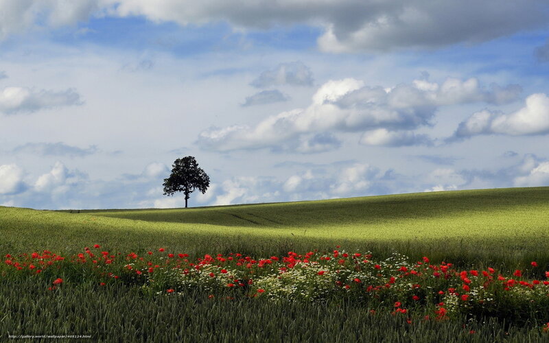 Solitary tree on a green hill