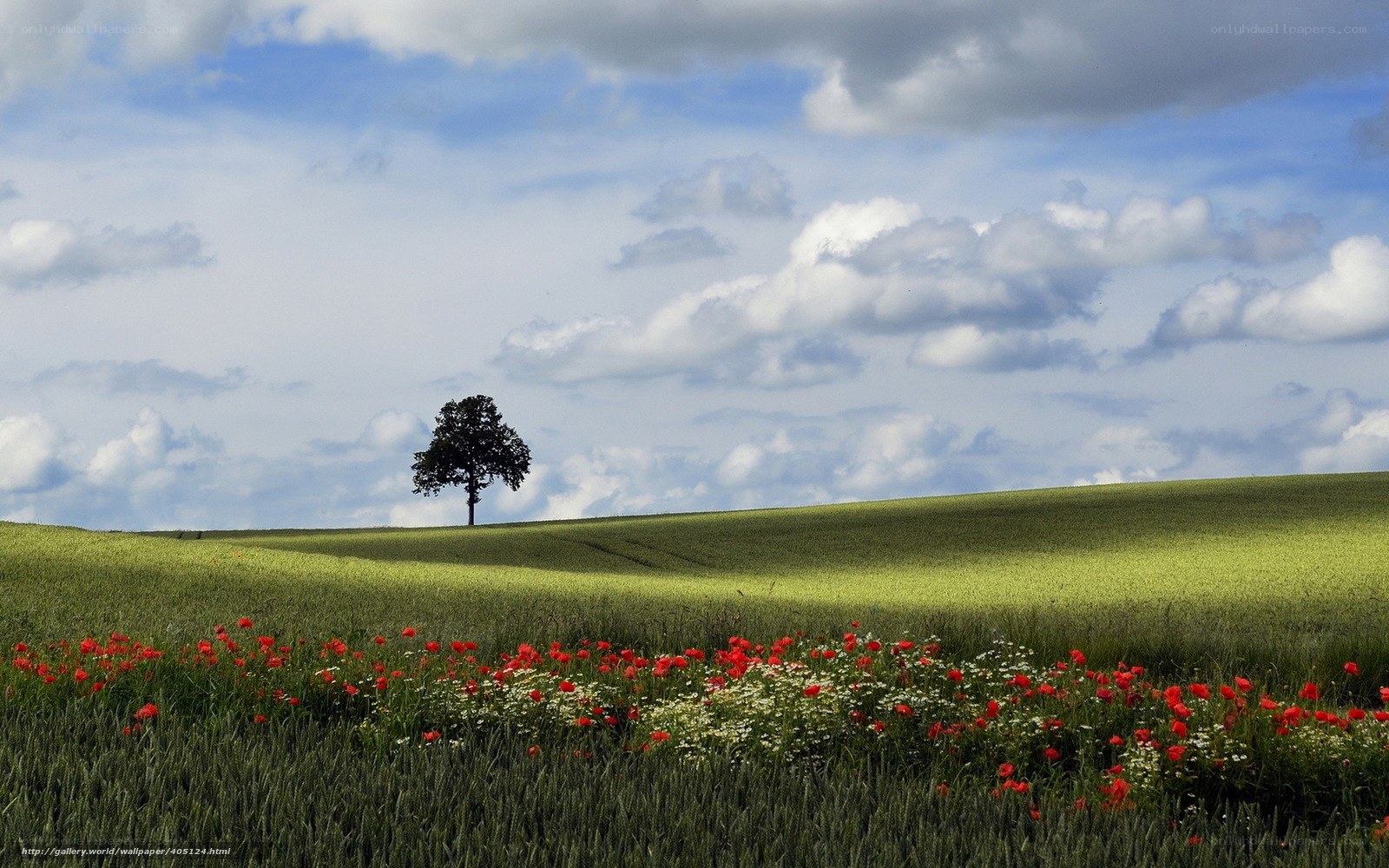 Solitary tree on a green hill