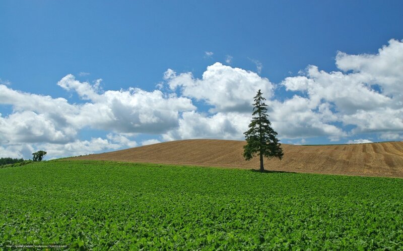 Solitary tree on a green hill