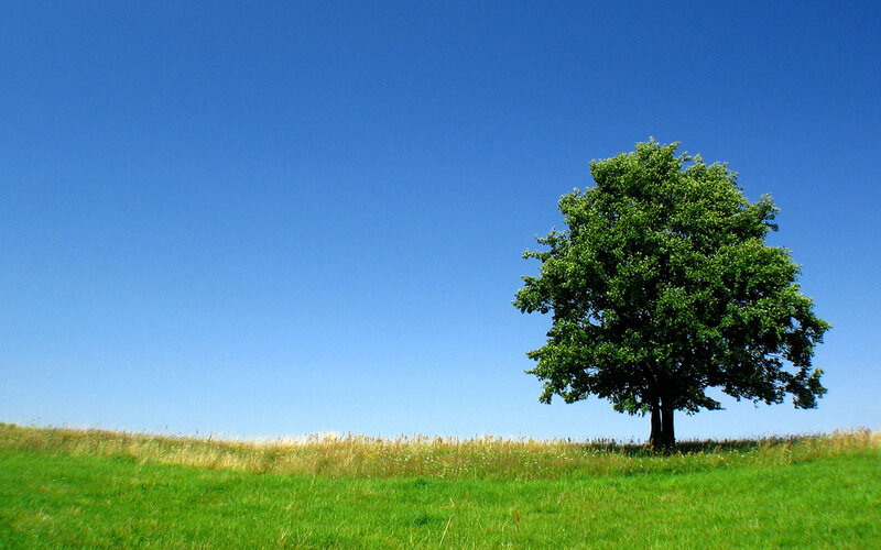 Solitary tree on a green hill