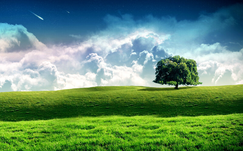Solitary tree on a green hill