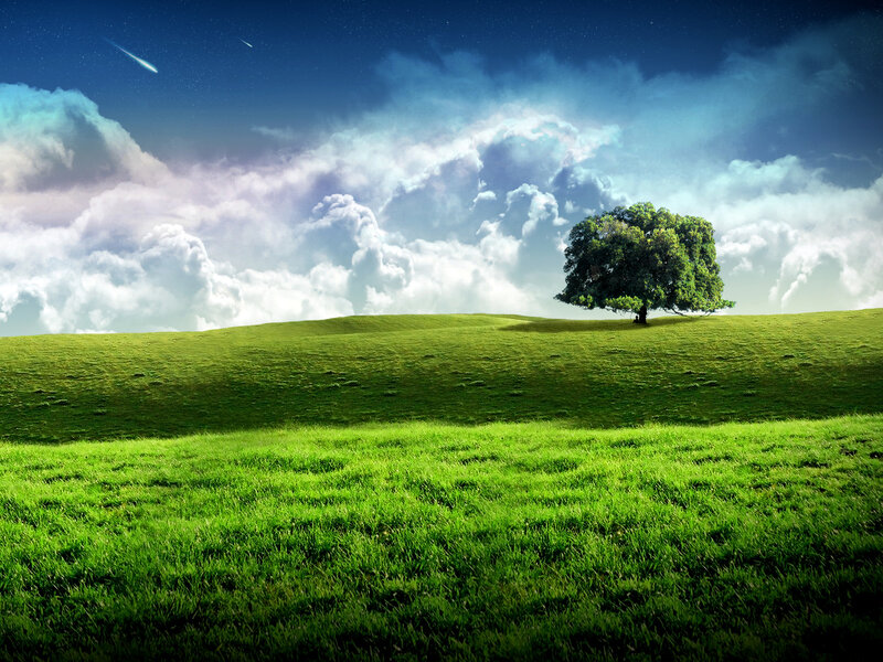 Solitary tree on a green hill