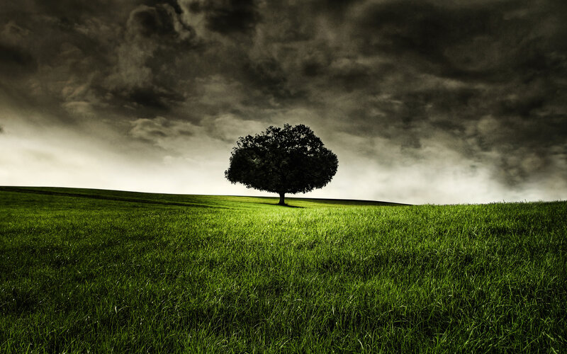 Solitary tree on a green hill