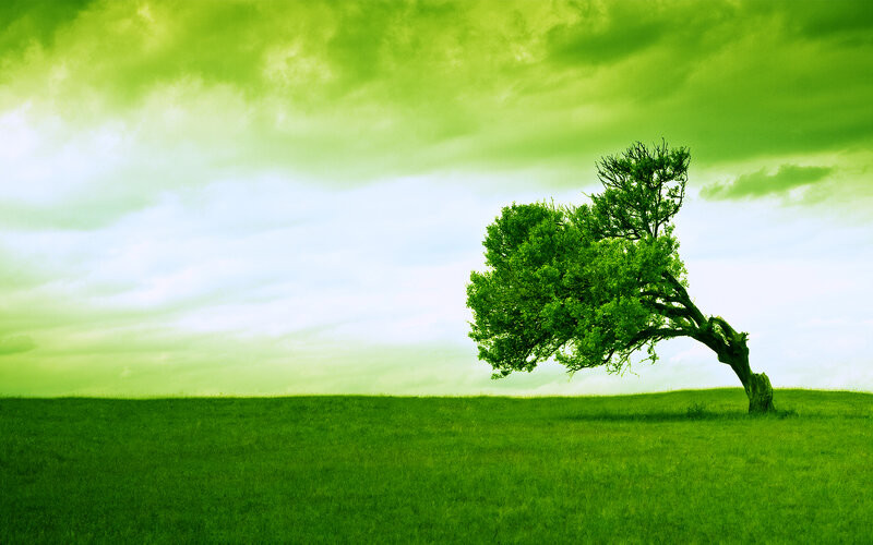Solitary tree on a green hill
