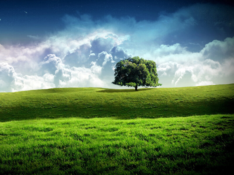 Solitary tree on a green hill