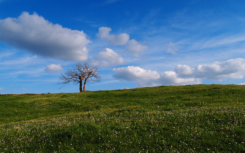 Solitary tree on a green hill