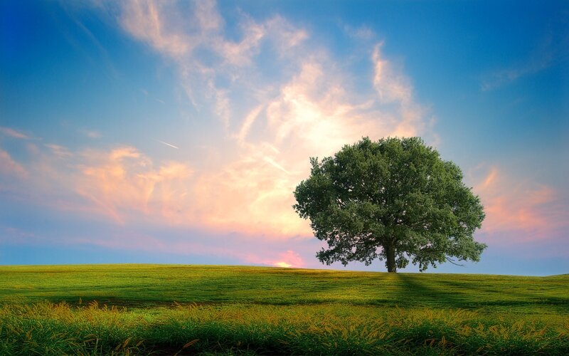 Solitary tree on a green hill