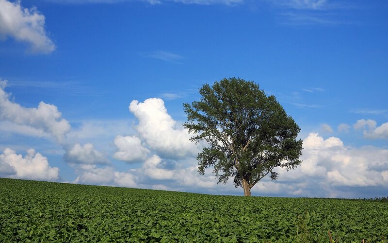 Solitary tree on a green hill