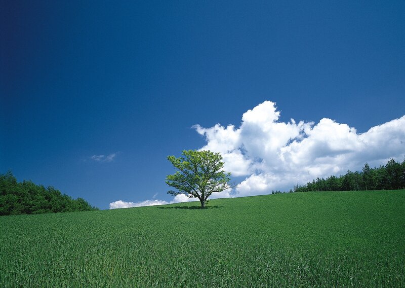 Solitary tree on a green hill