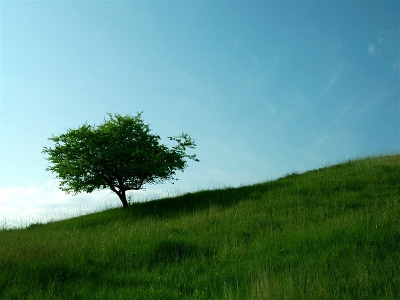 solitary tree on a green hill