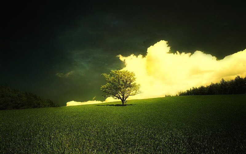 Solitary tree on a green hill