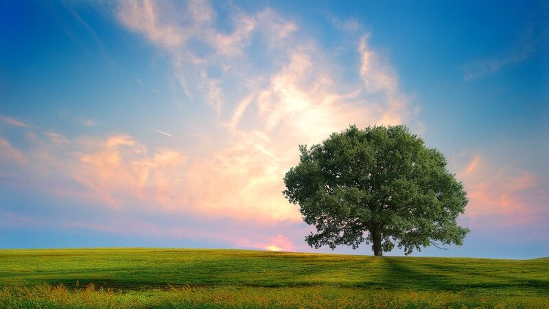 Solitary tree on a green hill