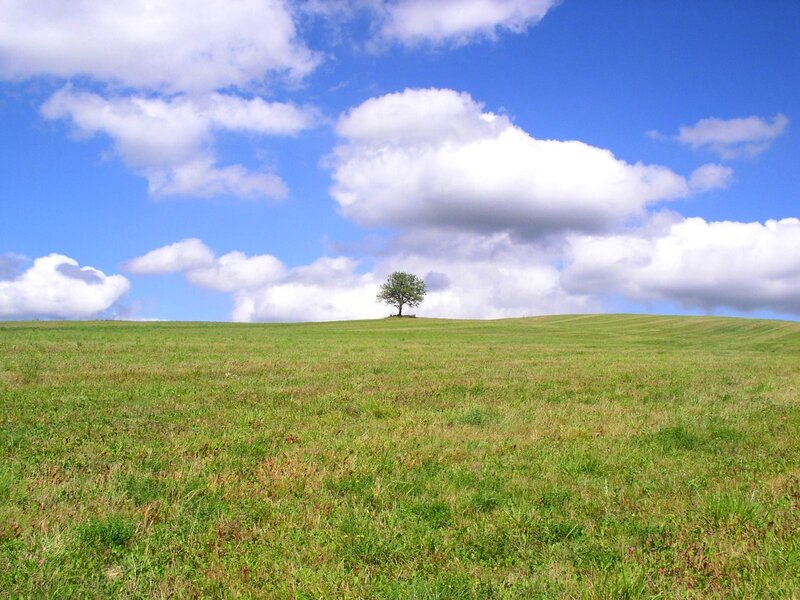 Solitary tree on a green hill