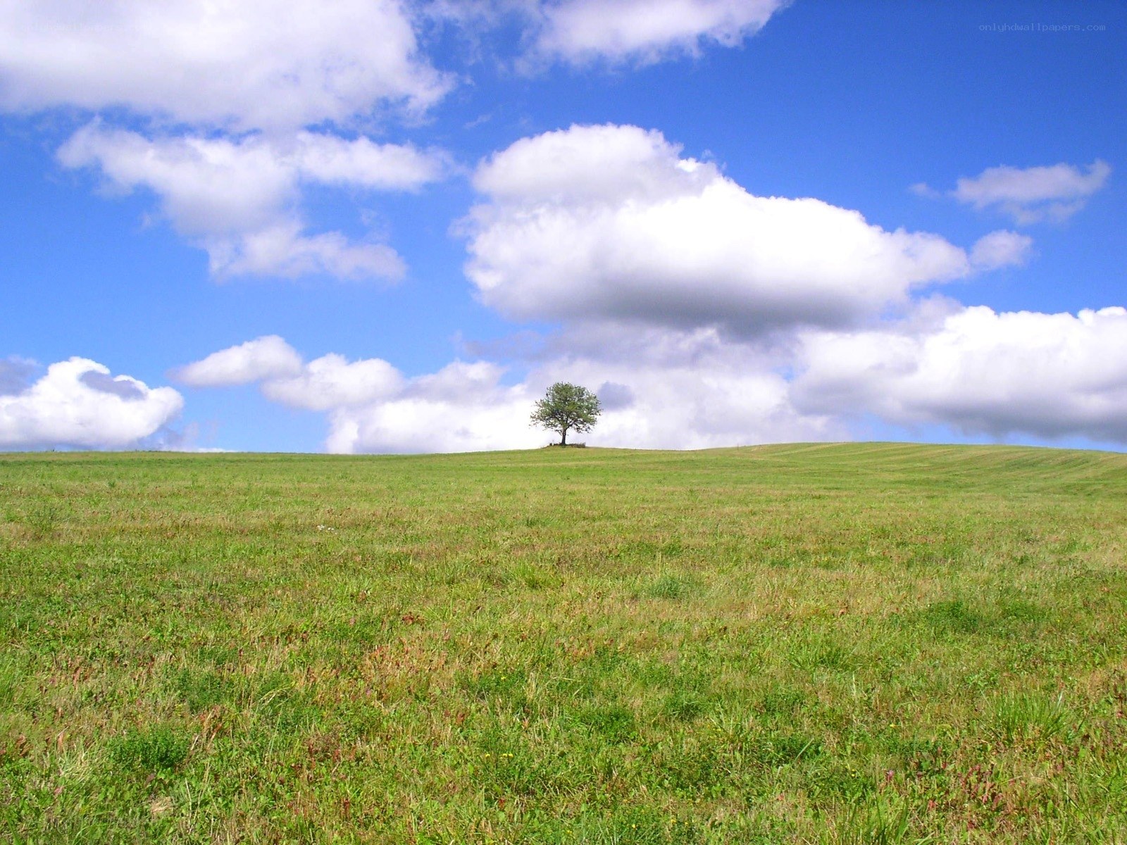 Solitary tree on a green hill