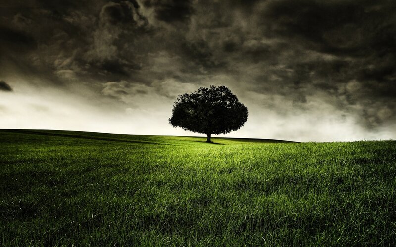 Solitary tree on a green hill