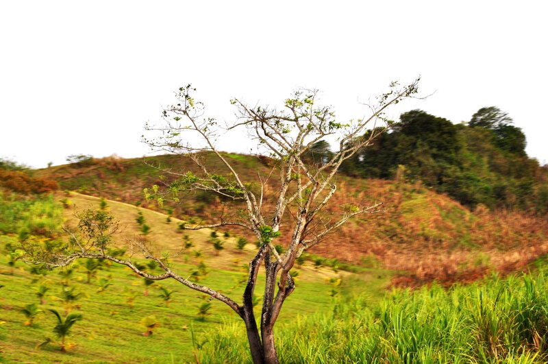 Solitary tree on a green hill