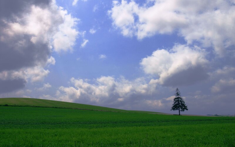 Solitary tree on a green hill