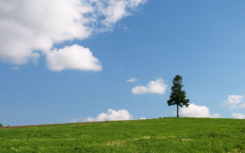 solitary tree on a green hill