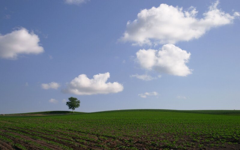 Solitary tree on a green hill