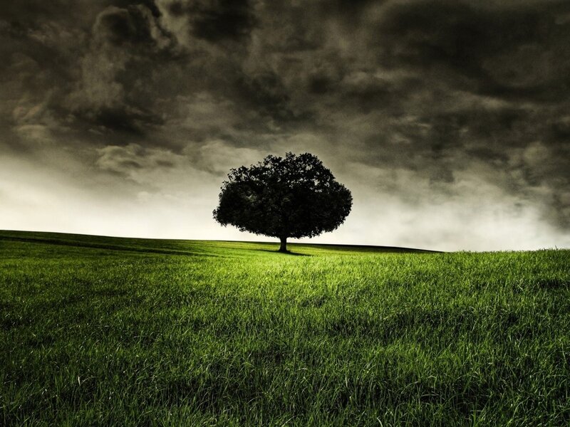Solitary tree on a green hill