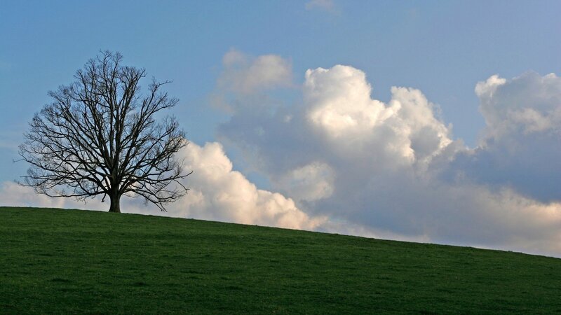 Solitary tree on a green hill