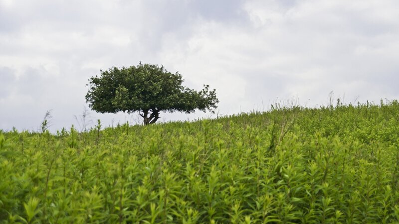 solitary tree on a green hill