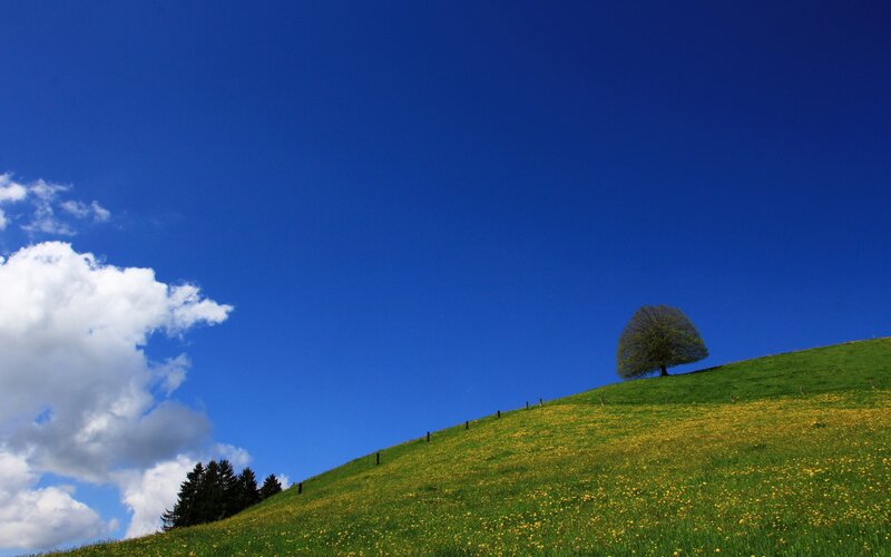 Solitary tree on a green hill
