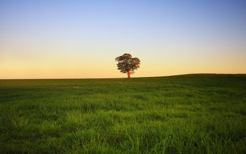 solitary tree on a green hill