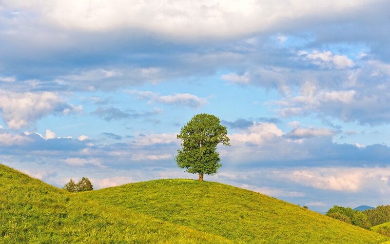 Solitary tree on a green hill
