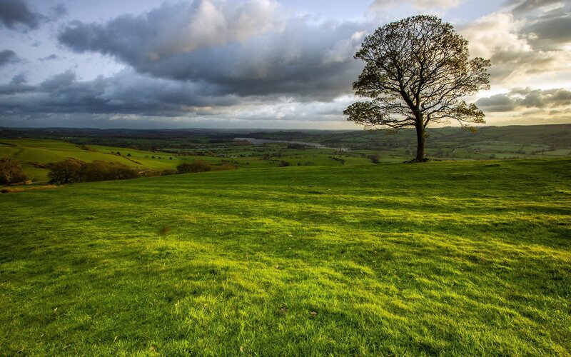Solitary tree on a green hill