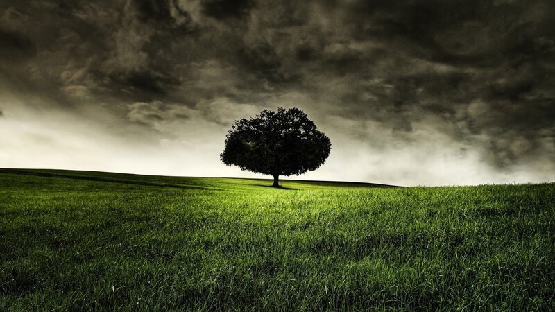 Solitary tree on a green hill