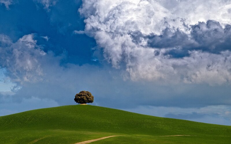 Solitary tree on a green hill
