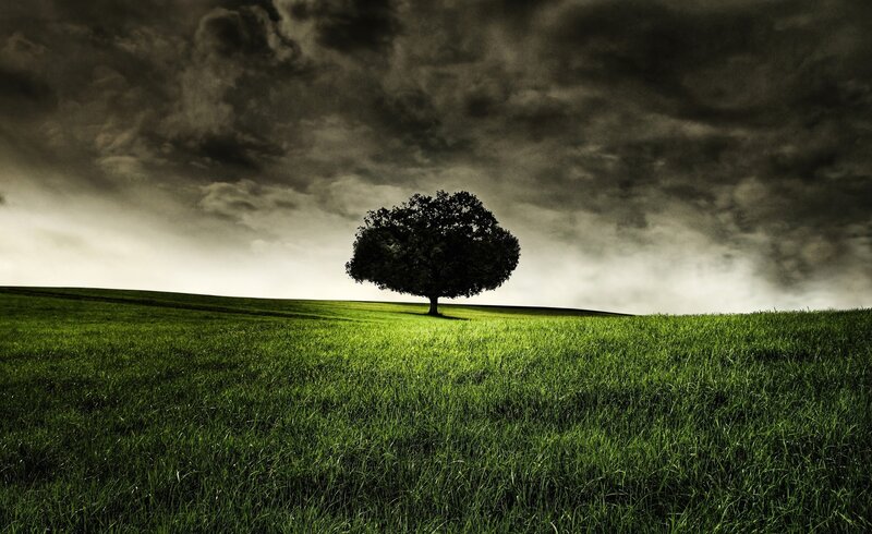 Solitary tree on a green hill