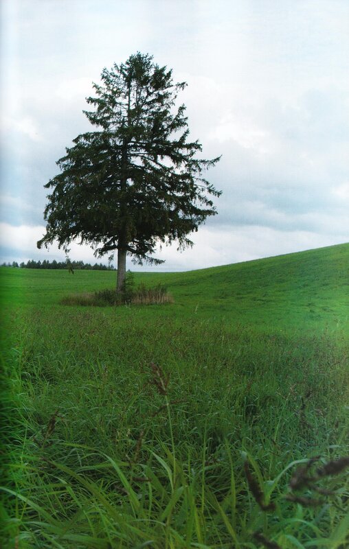 Solitary tree on a green hill