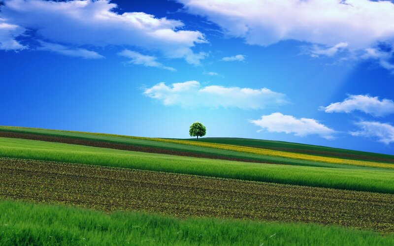 Solitary tree on a green hill