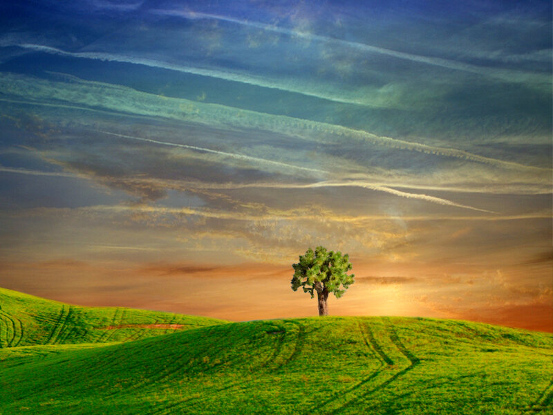 solitary tree on a green hill