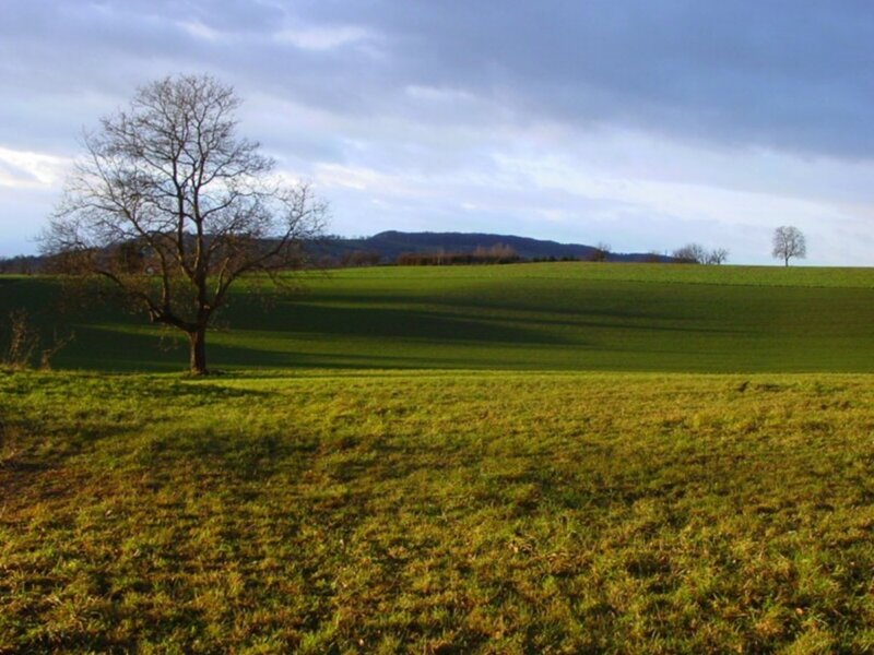 Solitary tree on a green hill