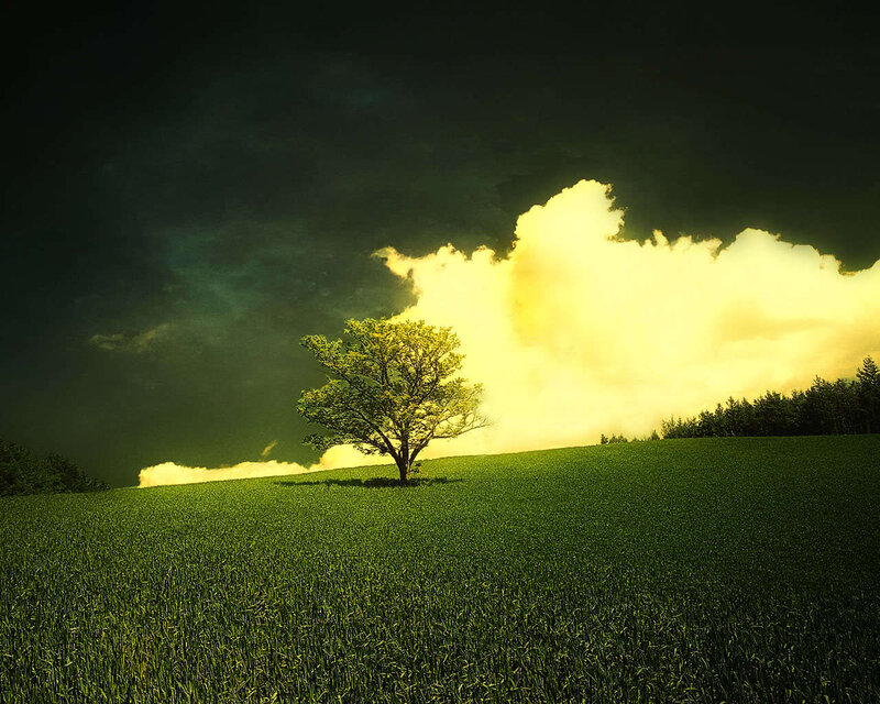 solitary tree on a green hill